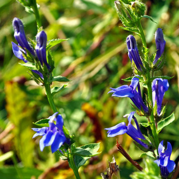 Great Blue Lobelia