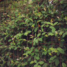 Fencing