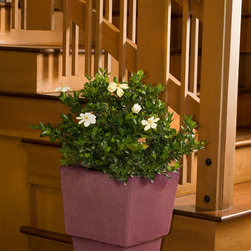 White Gem Gardenia - Plants