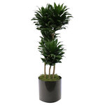 Scape Supply - Live 3' Janet Craig Compacta Package, Black - This variety of Janet Craig is called a 'Compacta' due to it's small compact layering of leaves.  The heads have a resemblance of the tops of pineapples and are very easy to maintain.  This plant comes in a 12 inch professional plastic planter and stands 3 foot tall.  It is elegant and fits nicely in any space.