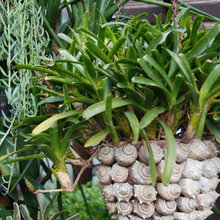 Yard and Plants