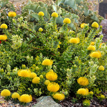 aa native garden