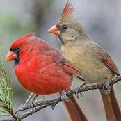 Brenda Weidman-Dillon's photo
