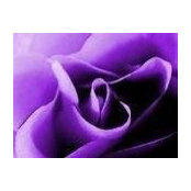 Carol Dennison's photo