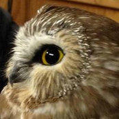 Alyssa Cousineau's photo