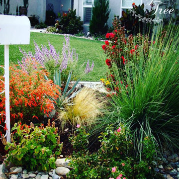 Drought Tolerant Lush Landscape