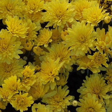 MUMS! Adding color to the fall gardens...4-6 more weeks of color!