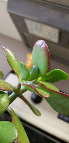 jade leaves turning dark red | Houzz Forum