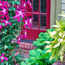 Colours backyard