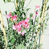 Angela Flood's photo