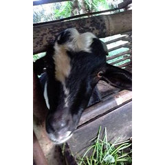 Arhan