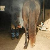 Bennett Farriers billede