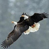 Ngo Tung's photo