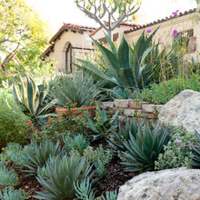 Succulent gardens