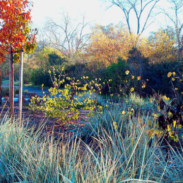 Natives with some ornamental highlights creates a striking color combination