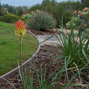 Palos Verdes Red Hot Poker reaches for the Pacific