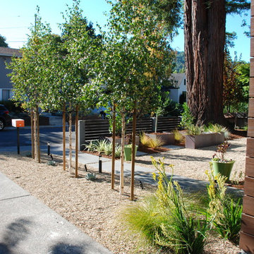 Contemporary Bungalow Front Yard