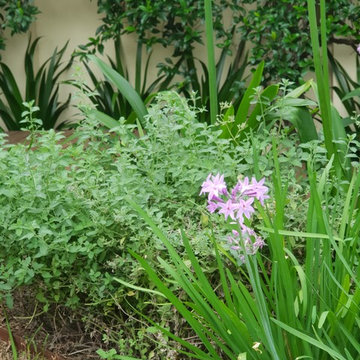 Courtyard Cottage Garden