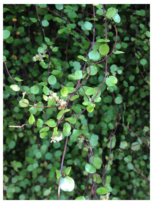 Invasive vine identification
