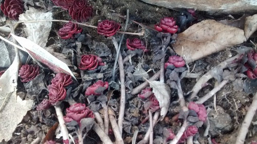 Succulents Look Succu Lost