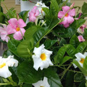 Nancy Schiemer's photo