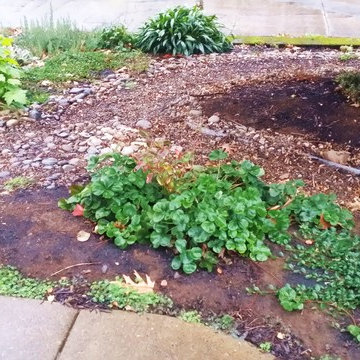 Woodstock Craftsman Cottage Rain Garden