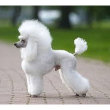 poodle cuts