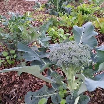 Winter Garden 5