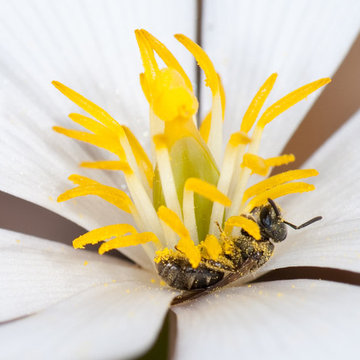 Sanguinaria canadensis / Bloodroot