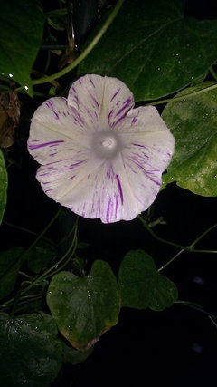 Do you like to grow morning glory?