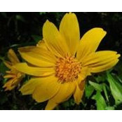 Julie Nannenga's photo
