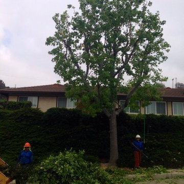 Our Tree Services