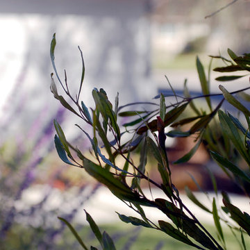 Drought Tolerant Landscape in Eagle Rock, CA