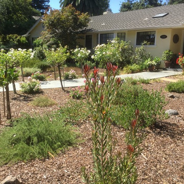 Menlo Park Lawn Replacement