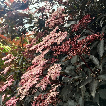 PLANT ASSOCIATIONS: Trees and Shrubs