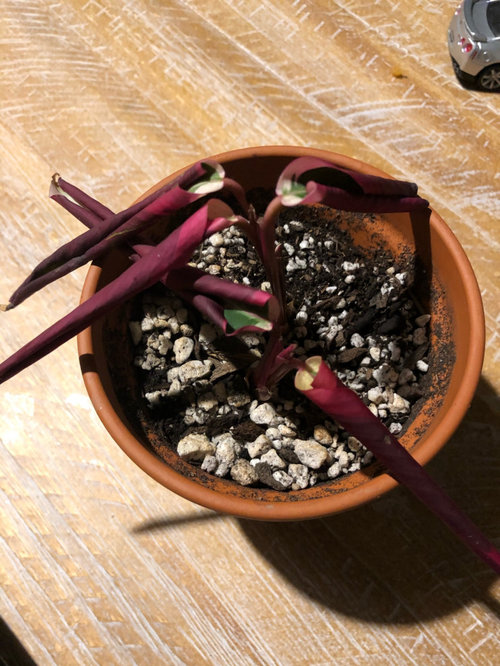 stromanthe triostar leaves curling