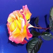 Blanca Avila's photo