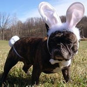Windover Bullmastiffs's photo