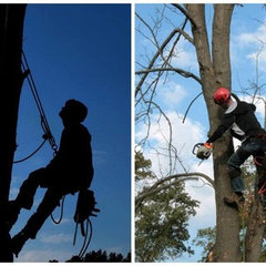 Avelar Tree Service