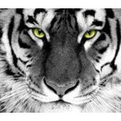 Sharon Gammon's photo