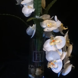 Orchids - Products