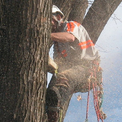 Tree Removal - Products