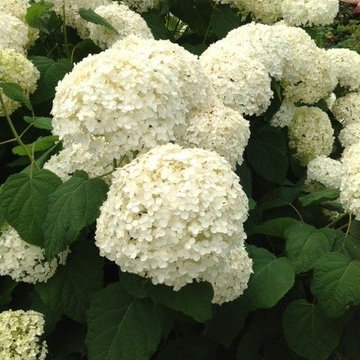 Hydrangea Festival Contest