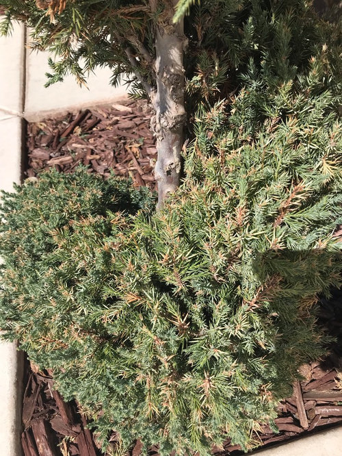 blue point junipers turning brown