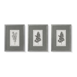 Botanical Illustration Gicl&eacute;e Prints - Artwork
