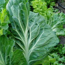 Edible Landscape