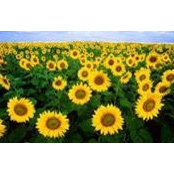 Beth Korda's photo