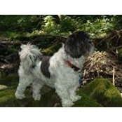 Foto von Einstein Trimble