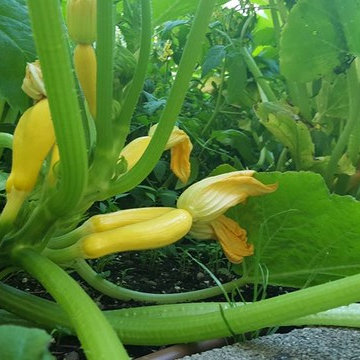 Vegetable Garden