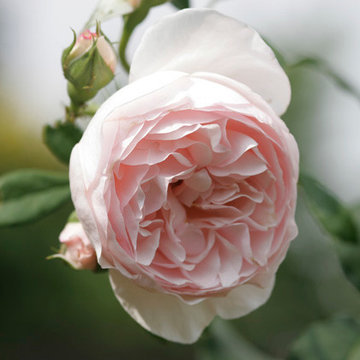 Gartengestaltung mit Rosen